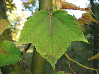 <i>Acer rufinerve</i> Species of maple