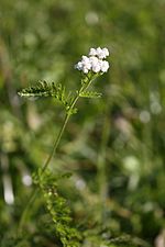 Thumbnail for Achillea pratensis