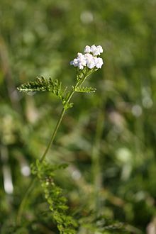 Achillea pratensis 2.jpg