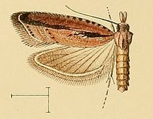 Acroclita guanchana.jpg