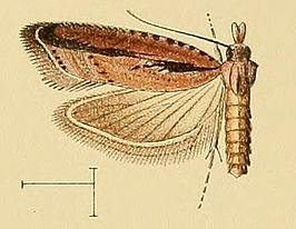 Acroclita guanchana