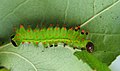 3rd instar