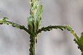 Acyrthosiphon pisum-Colonie de pucerons verts du pois-20160505.jpg