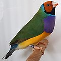 Yetişkin gouldian finch.jpg