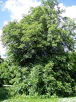 Aesculus glabra var.  glabra.jpg