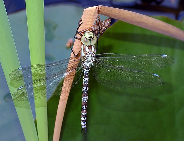 Молодой самец стрекозы (Aeshna cyanea)