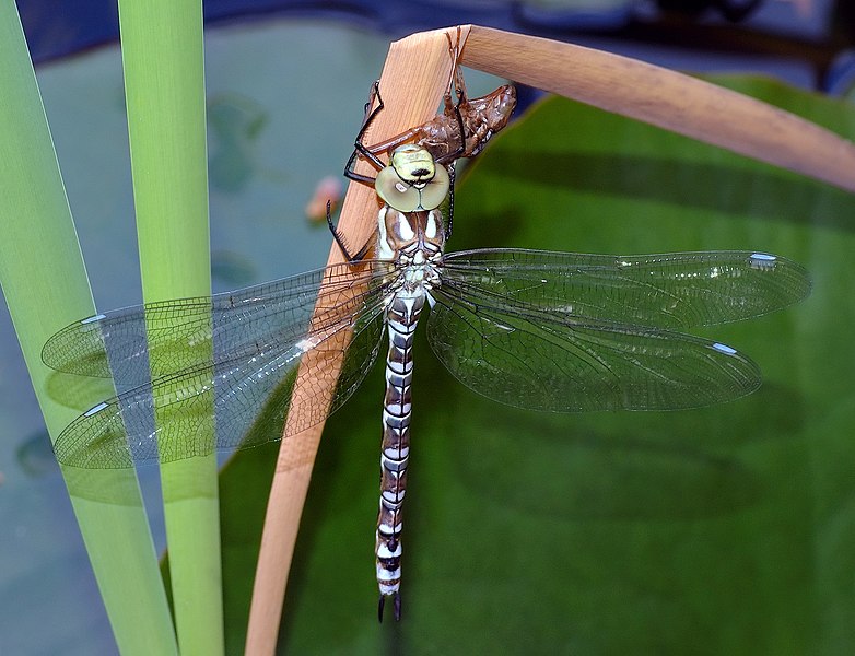 File:Aeshna cyanea - young male (aka).jpg