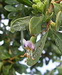 African boxthorn flower.jpg