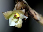 Miniatura para Agrostophyllum elongatum