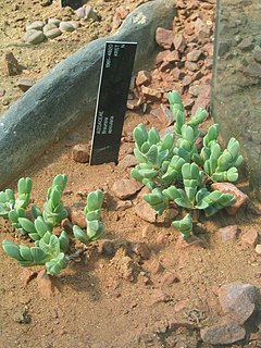 <i>Braunsia</i> (plant) Genus of succulents