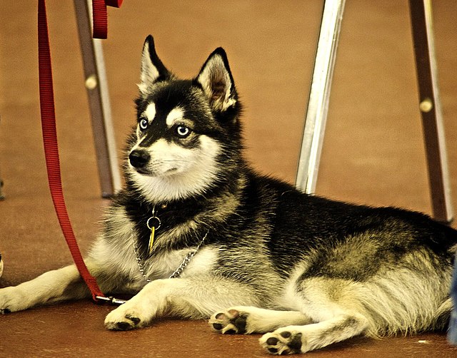 Valley Vetco - 🐶🐾SPOTLIGHT ON THE ALASKAN KLEE KAI🐾🐶 The klee kai comes  in three sizes: standard, over 15 inches up to and including 17 inches;  miniature, over 13 inches up to