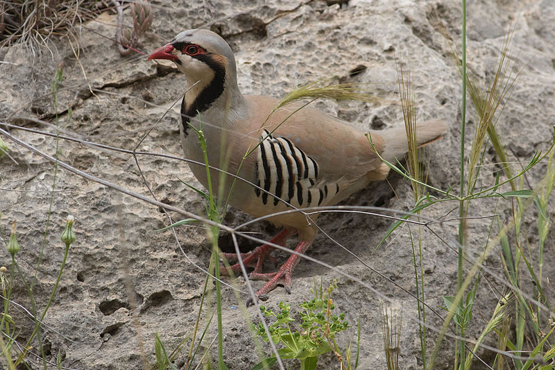 File:Alectoris chukar 5 - Israel.jpg