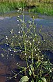 Alisma plantago-aquatica (Gewöhnlicher Froschlöffel) [D]