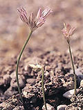 Thumbnail for Allium calamarophilon