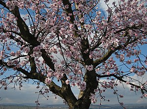 Almond blossom in Rheinhessen in early March