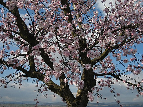 Миндальное дерево. Миндаль обыкновенный (Prunus Dulcis). Миндаль обыкновенный (Amygdalus communis). Миндальное дерево Никитский 62. Миндаль Никитский дерево.