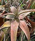 Thumbnail for Aloe lavranosii