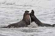 Northern elephant seal Alpha seals.jpg