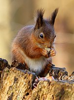 Alverstone Mead