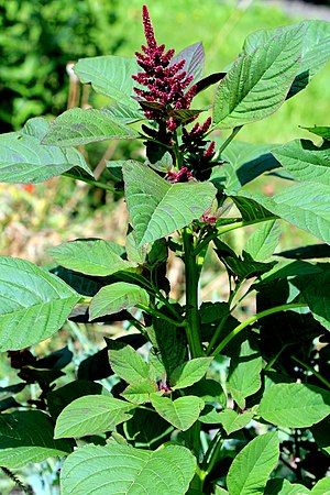 Amaranthus hypochondriacus Prague 2011 1.jpg