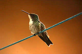 Plain-bellied emerald Species of bird