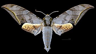 Ambulyx sericeipennis joiceyi mâle, avers