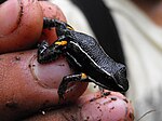 Thumbnail for Spot-legged poison frog