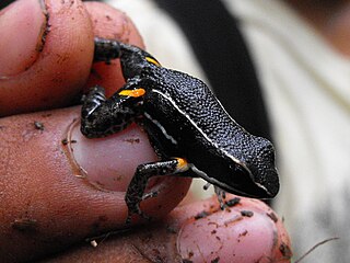 <span class="mw-page-title-main">Spot-legged poison frog</span> Species of amphibian