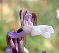 Anacamptis morio subsp. syriaca Turkey - Hatay province Samandağ