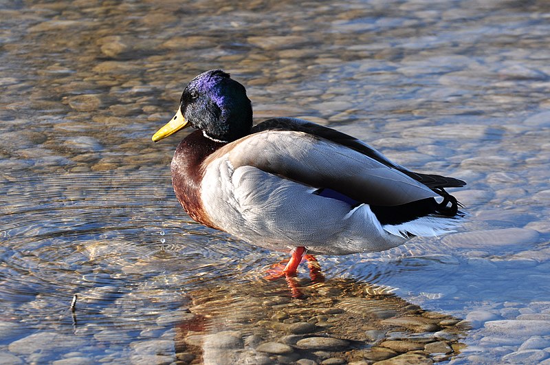 File:Anas platyrhynchos - Jona (SG) Stampf 2011-03-20 16-45-06.jpg