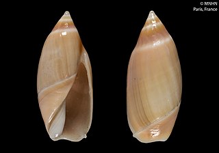 <i>Ancilla djiboutina</i> Species of gastropod