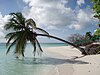 Palm tree at the island's west end