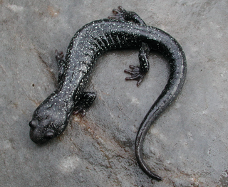 <span class="mw-page-title-main">Shasta black salamander</span> Species of salamander