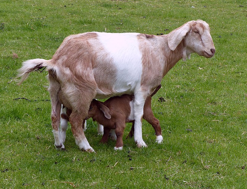 Anglo-Nubian goat - Wikipedia