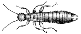 <span class="mw-page-title-main">Christmas Island earwig</span> Species of earwig