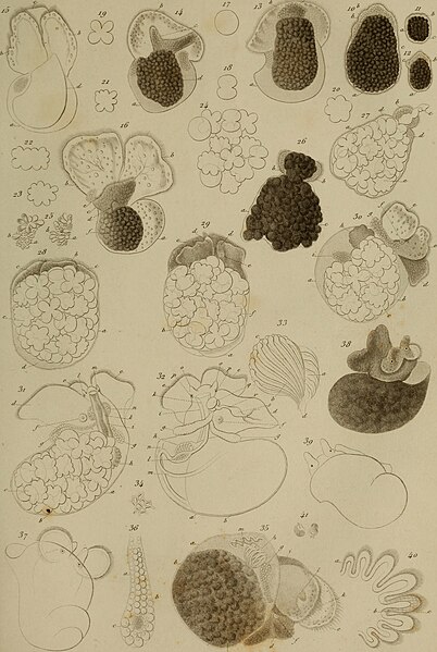 File:Annales des sciences naturelles (1853) (18017123450).jpg