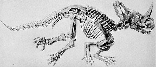 The "Monoclonius nasicornus" skeleton