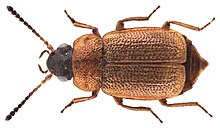 Anthobium atrocephalum (Gyllenhal, 1827) (4419731025) .jpg