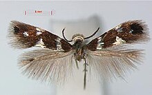 Antispila ampelopsifoliella.JPG