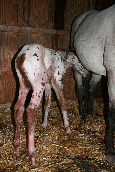 File:Appaloosa searching for milk.jpg