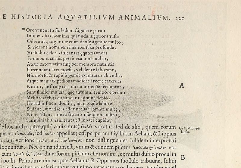 File:Aquatilium animalium historiae, liber primus - cum eorumdem formis, aere excusis (1554) (19125840634).jpg
