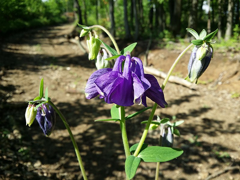 File:Aquilegia vulgaris sl17.jpg