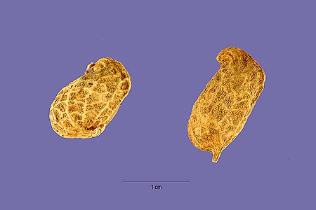 Arachis monticola