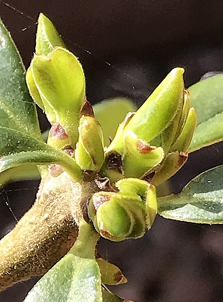 File:Archidasyphyllum diacanthoides bursting Spring leaf buds.jpg