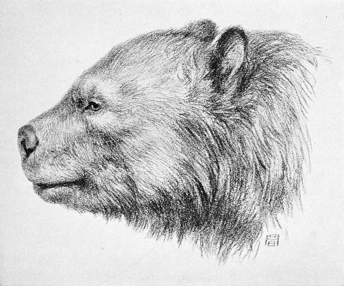 Arctotherium