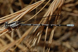 Argia vivida