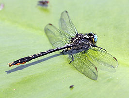 Arigomphus furcifer