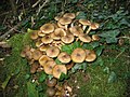 Armillaria mellea