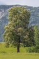 English: Blooming chestnut tree Deutsch: Blühender Kastanienbaum