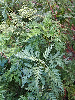 <i>Artemisia gmelinii</i>